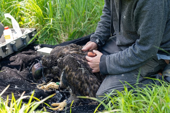 Mit kleinen Sendern am Rücken der Vögel lassen sich deren Flugrouten nachvollziehen.