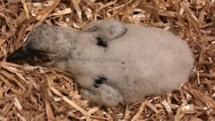 Der Kleine wurde eingepackt und nach Haringsee gebracht. 