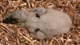 Der Kleine wurde eingepackt und nach Haringsee gebracht. 
