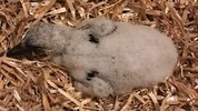 Der Kleine wurde eingepackt und nach Haringsee gebracht. 
