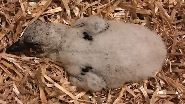 Der Kleine wurde eingepackt und nach Haringsee gebracht. 
