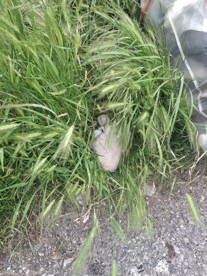 So versteckte sich der Kleine im höheren Gras. 