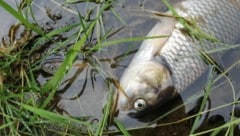 In dem Gewässer gibt es keine lebenden Fische mehr. (Bild: Pressefoto Scharinger/Daniel Scharinger)