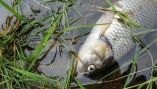 In dem Gewässer gibt es keine lebenden Fische mehr. (Bild: Pressefoto Scharinger/Daniel Scharinger)