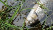 Hunderte Kadaver wurden aus dem Wasser geborgen. 
