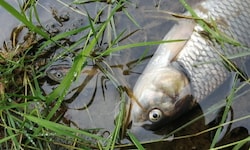In dem Gewässer gibt es keine lebenden Fische mehr.