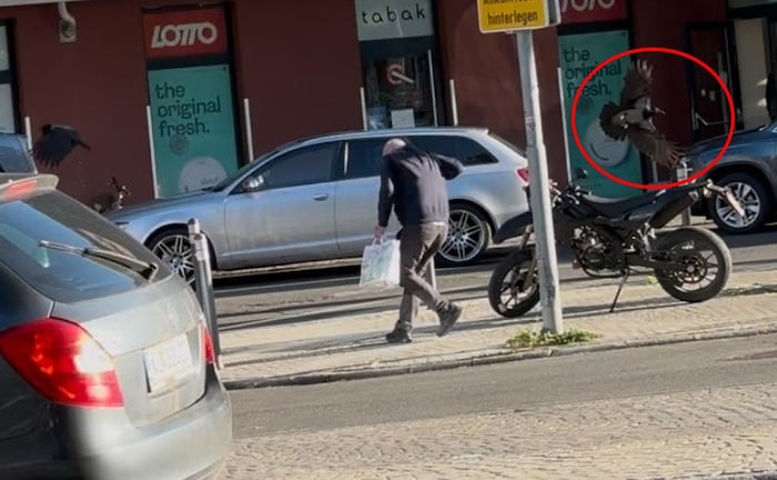 Mehrere Passanten wurden von den Kräheneltern attackiert.