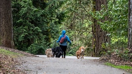Der Kontakt mit naturnahen Waldlandschaften wirkt sich nachweislich positiv auf die psychische Gesundheit und das Stressniveau aus. (Bild: Kim S Nelson)