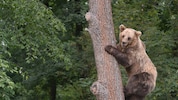 Nach dem Abschuss soll das Fleisch des Bären als Lebensmittel verzehrt werden (Symbolbild) (Bild: EPA/MYKOLA TYS)