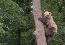 Nach dem Abschuss soll das Fleisch des Bären als Lebensmittel verzehrt werden (Symbolbild) (Bild: EPA/MYKOLA TYS)
