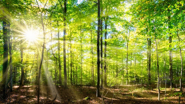 Nicht alle Menschen haben die Möglichkeit zu regelmäßigen Ausflügen in die Berge oder aufwendigen Urlaubsreisen – aber ein kurzer Waldspaziergang ist für viele machbar. 