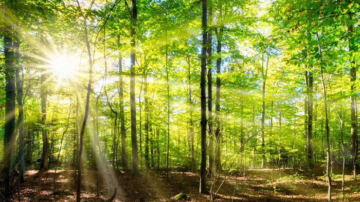 Nicht alle Menschen haben die Möglichkeit zu regelmäßigen Ausflügen in die Berge oder ...