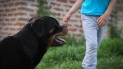 Der Bub war mit dem Hund der Familie alleine zu Hause (Symbolbild).