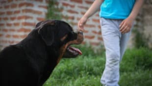 Der Bub war mit dem Hund der Familie alleine zu Hause (Symbolbild).