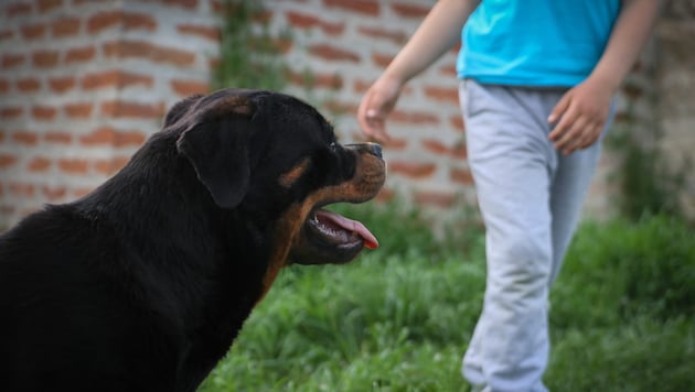 Der Bub war mit dem Hund der Familie alleine zu Hause (Symbolbild).