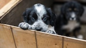 (Bild: Anastasiia - stock.adobe.com)