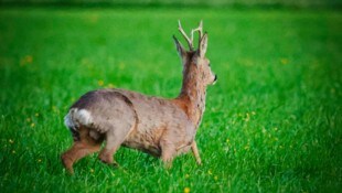 Im Innviertel wird heuer oft gewildert