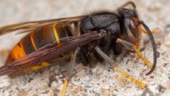 Asiatische Hornisse – Sichtung im Pielachtal war Fehlalarm.