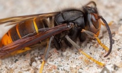 Asiatische Hornisse – Sichtung im Pielachtal war Fehlalarm.