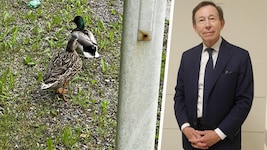 Die beiden Enten „flüchteten“ vor angriffigen Krähen auf die Straße. (Bild: Krone KREATIV/Gerhard Bartel Privat)