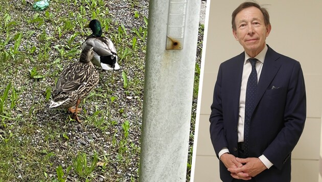 Die beiden Enten „flüchteten“ vor angriffigen Krähen auf die Straße.