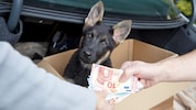 Laut „Vier Pfoten“ stammt fast jeder fünfte Hund aus nicht überprüfbarer Quelle. (Bild: juefraphoto - stock.adobe.com)