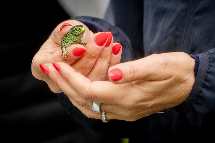 Ein königlicher Kuss für den Frosch? Die Königin zeigt keinerlei Berührungsängste – ob sich das Fröschlein in ihren Händen wohlfühlt?