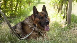 Eine 35-Jährige war offenbar keine gute Freundin für ihren Schäferhund. Sie wurde verurteilt.