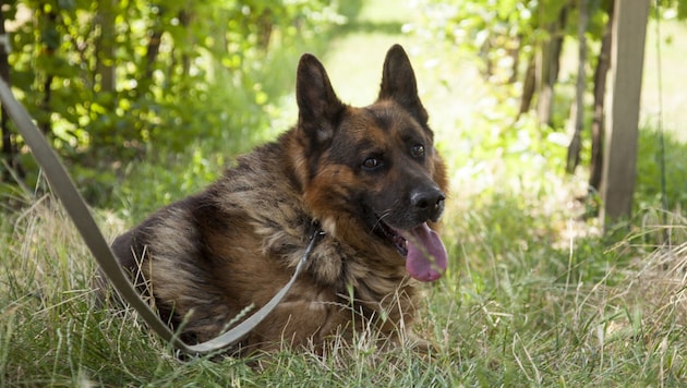 Eine 35-Jährige war offenbar keine gute Freundin für ihren Schäferhund. Sie wurde verurteilt.