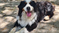 Thor sucht ein neues Zuhause.