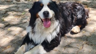 Thor sucht ein neues Zuhause.