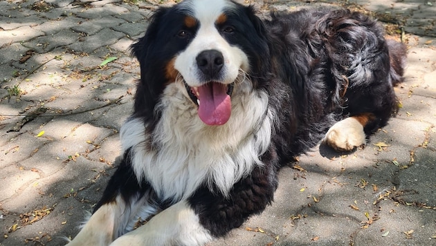 Thor sucht ein neues Zuhause.