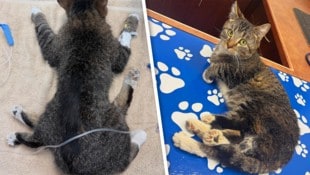 Tierärzte glauben, dass „Bitsy“ einen Zwilling im Mutterleib „absorbiert“ hat. (Bild: Krone KREATIV/facebook.com/furgetmenotyeg)