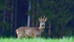 In den meisten Fällen wurden die Kadaver einfach liegen gelassen. In Hohenzell nahm der ...