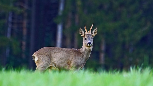 In den meisten Fällen wurden die Kadaver einfach liegen gelassen. In Hohenzell nahm der Unbekannte zuletzt das Geweih des illegal erlegten Rehbocks mit.