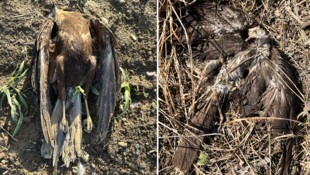 Mehrere Rohrweihen wurden tot entdeckt – in unterschiedlichem Verwesungszustand.