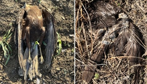 Mehrere Rohrweihen wurden tot entdeckt – in unterschiedlichem Verwesungszustand. (Bild: LPD NÖ LKA, Krone KREATIV)