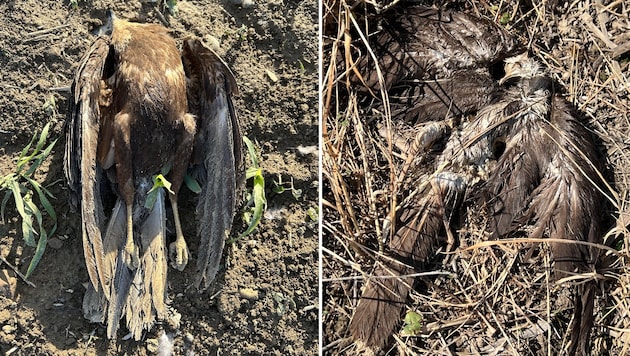 Mehrere Rohrweihen wurden tot entdeckt – in unterschiedlichem Verwesungszustand.
