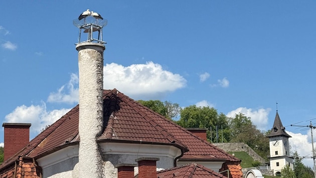Erstmals befindet sich in der Innenstadt von Bruck an der Mur ein Storchenpaar auf Sommerfrische.