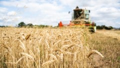 Laut Greenpeace ist Oberösterreich säumig, die Ernährungssicherheit durch Bodenschutzmaßnahmen ...