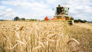 Laut Greenpeace ist Oberösterreich säumig, die Ernährungssicherheit durch Bodenschutzmaßnahmen sicherzustellen. (Bild: Lucas Wahl)