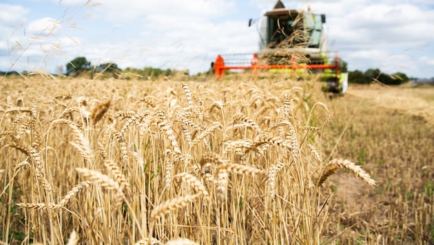 Laut Greenpeace ist Oberösterreich säumig, die Ernährungssicherheit durch Bodenschutzmaßnahmen sicherzustellen.
