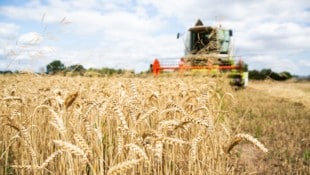 Während vom Feld die Ernte eingeholt wird, dreht sich die politische Debatte um die (hohen) ...