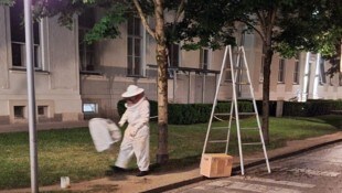 Ausgerüstet mit Schutzanzug und langer Leiter siedelte Imker Josef Schuster den Bienenschwarm ...
