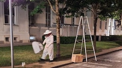 Ausgerüstet mit Schutzanzug und langer Leiter siedelte Imker Josef Schuster den Bienenschwarm um. (Bild: Schuster / LKH-Univ. Klinikum Graz)