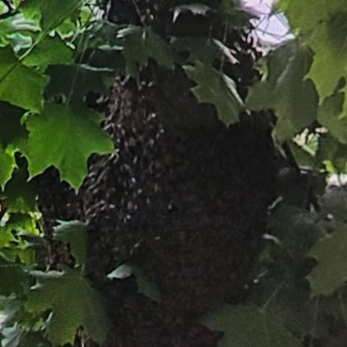 Tausende Bienen hatten sich zu einer Traube geformt.