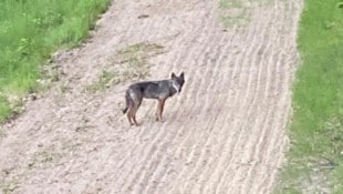 In die Fotofalle getappt: erstmals wurde jetzt ein Wolf im Leithagebirge gesichtet.  