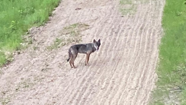 In die Fotofalle getappt: erstmals wurde jetzt ein Wolf im Leithagebirge gesichtet.  