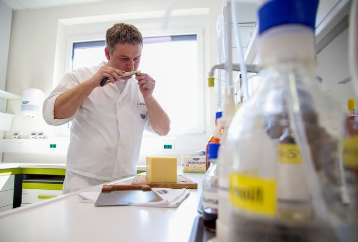 Käsemeister Stefan Mayrhofer kontrolliert einen Emmentaler auf seine Qualität.