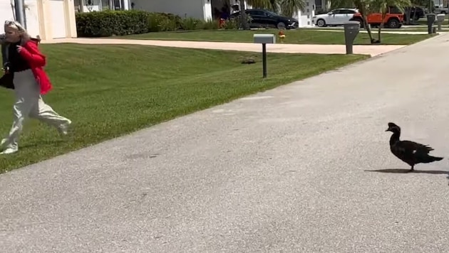 Reporterin Bella Line auf der Flucht Moschusenten-Männchen „Jimmy“.